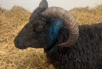 【特注品】wagnus Aqualice Sheep black coat Image (67).jpg?h=404059e4&itok